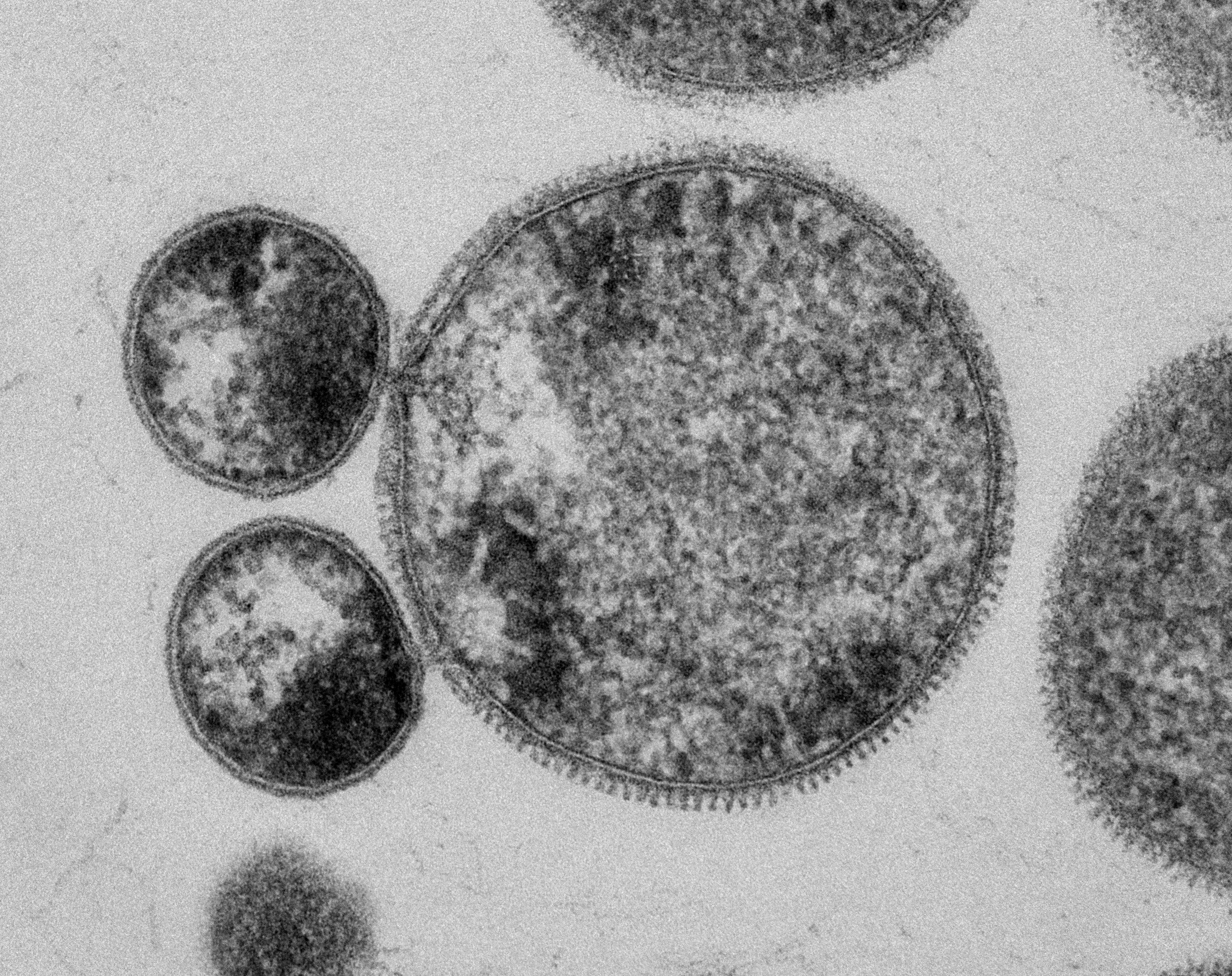 thermoacidophiles phylum